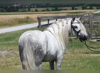 Más ponis/caballos pequeños, Caballo castrado, 7 años, 125 cm, Tordo, in Rechnitz