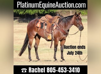 American Quarter Horse, Wallach, 6 Jahre, Roan-Bay, in Fort Worth TX,