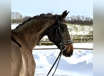 German Sport Horse, Gelding, 12 years, 16 hh, Brown, in Visbek