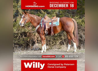 American Quarter Horse, Gelding, 16 years, 15.2 hh, Sorrel, in Valley Springs,