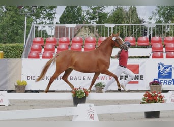 Poni alemán, Yegua, 6 años, 145 cm, Alazán, in Eberdingen
