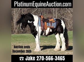Gypsy Horse, Gelding, 11 years, 15 hh, Black, in Jamestown, KY,