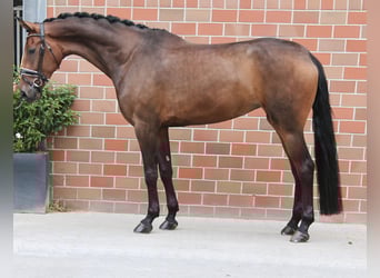 Deutsches Sportpferd, Stute, 6 Jahre, Brauner, in Vechta