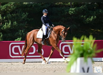 Selle Français, Mare, 4 years, 17 hh, Chestnut-Red, in Saint Aignan,