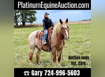 Quarter horse américain, Hongre, 15 Ans, 155 cm, Rouan Rouge, in Harrisville PA,