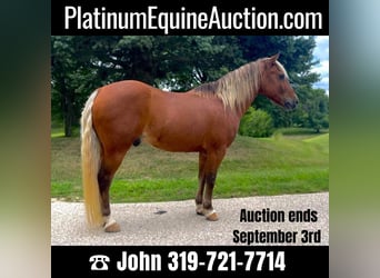 American Quarter Horse, Wallach, 15 Jahre, Dunkelfuchs, in CEDAR RAPIDS, IA,
