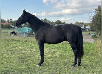 Gelding 3 years