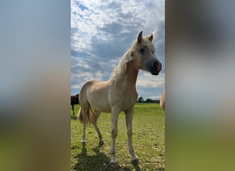 Stute 1 Jahr