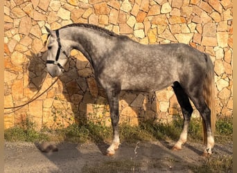 Lusitanos, Hengst, 5 Jahre, 155 cm, Schimmel, in Caldas da Rainha