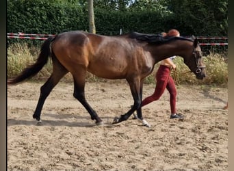 Hanoverian, Mare, 4 years, in Magdeburg,