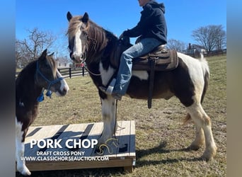 Draft Horse, Gelding, 12 years, 13 hh, Tobiano-all-colors, in Lawrenceburg, KY,