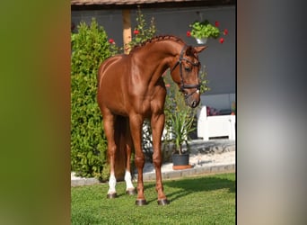 Zangersheide, Castrone, 4 Anni, 170 cm, Sauro, in Békésszentandrás
