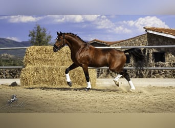KWPN Mix, Hengst, 5 Jaar, 166 cm, Lichtbruin, in LA CABRERA