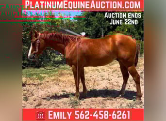 American Quarter Horse, Wallach, 5 Jahre, 142 cm, Dunkelfuchs, in Atwater CA