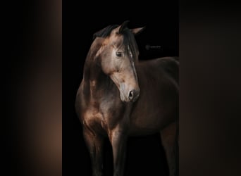 KWPN, Caballo castrado, 6 años, 170 cm, Morcillo, in Swisttal