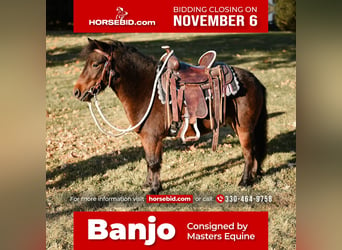 Plus de poneys/petits chevaux, Hongre, 5 Ans, 89 cm, Bai cerise, in Dalton, OH,