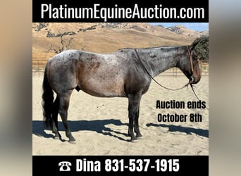American Quarter Horse, Wallach, 8 Jahre, 152 cm, Roan-Blue, in Paicines CA,
