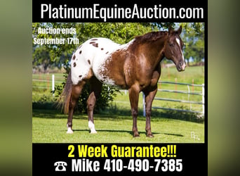 American Quarter Horse, Wallach, 11 Jahre, 155 cm, Rotbrauner, in Mountain Grove MO,