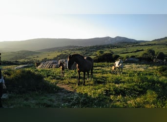 Paddocks y terreno para caballos y yeguas