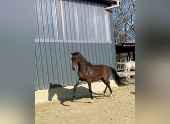 Hengst 2 Jahre