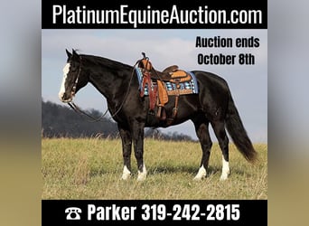 American Quarter Horse, Wallach, 12 Jahre, 160 cm, Tobiano-alle-Farben, in Somerset KY,