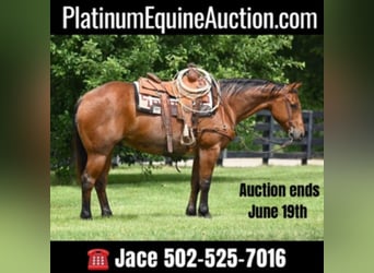 American Quarter Horse, Gelding, 11 years, 15.3 hh, Roan-Bay, in Waco TX,