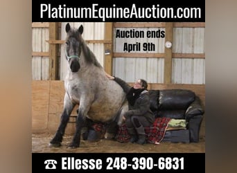 Quarter horse américain, Hongre, 4 Ans, 170 cm, Rouan Bleu, in Highland MI,