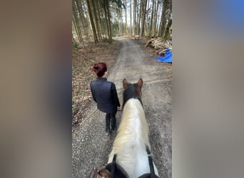 Ich suche eine reitbeteiligung 