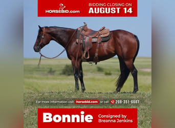 American Quarter Horse, Stute, 5 Jahre, 155 cm, Rotbrauner, in Canadian, TX,