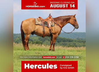 Quarter horse américain, Hongre, 10 Ans, 155 cm, Alezan dun, in Clarion, PA,