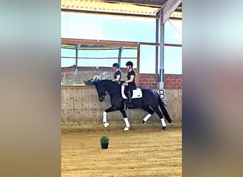 Westfale, Wallach, 5 Jahre, 170 cm, Schwarzbrauner, in Warendorf