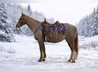 Missouri Foxtrotter, Wallach, 13 Jahre, 150 cm, Roan-Red, in Battle Creek