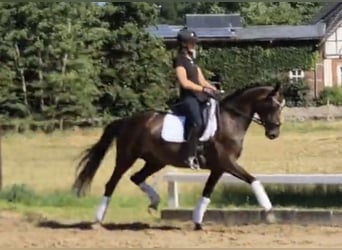 Oldenburger, Stute, 9 Jahre, 165 cm, Dunkelbrauner, in Stoetze