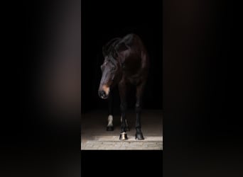 Caballo castrado 14 años