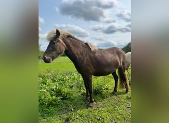 Islandpferd, Stute, 4 Jahre, 139 cm, , in Blunk