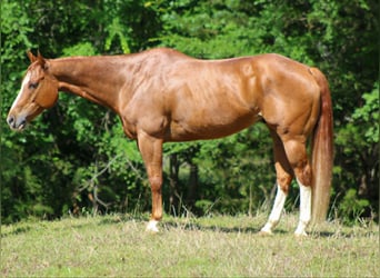 American Quarter Horse, Gelding, 11 years, 15 hh, Sorrel, in Whitesboro