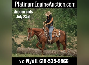 American Quarter Horse, Gelding, 4 years, 14.2 hh, Chestnut, in Fieldon IL,