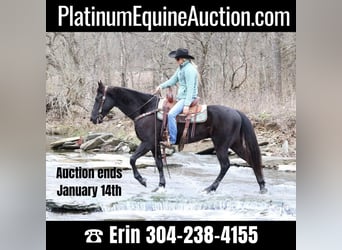 American Quarter Horse, Wallach, 5 Jahre, 155 cm, Rappe, in Flemmingsburg Ky,