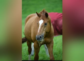 Wuerttemberg, Gelding, 14 years, 17 hh, Chestnut-Red, in Hattingen