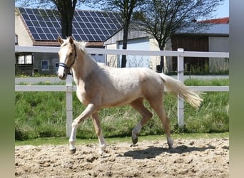 Other Warmbloods, Mare, 3 years, 15.3 hh, Palomino, in Borgentreich,
