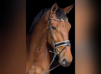 KWPN, Stute, 5 Jahre, 175 cm, Brauner, in Weteringbrug
