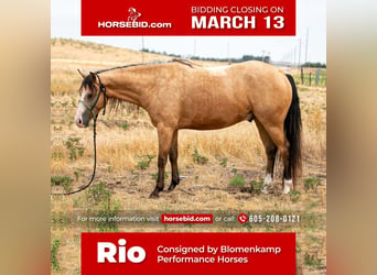 Quarter horse américain, Hongre, 6 Ans, Buckskin, in Broadwater, NE,