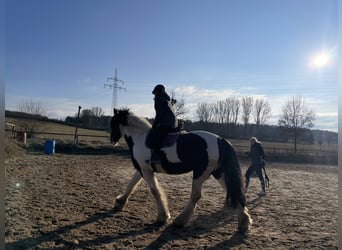 Suche Reitbeteiligung/ privaten Unterricht