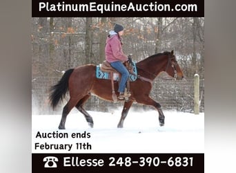Quarter horse américain, Hongre, 7 Ans, 163 cm, Roan-Bay, in Howell MI,