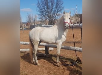 PRE Mix, Stallion, 8 years, 15.3 hh, Gray, in Madrid,