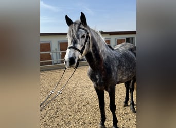 Inne konie gorącokrwiste, Wałach, 7 lat, 153 cm, Siwa, in Schnaittach,