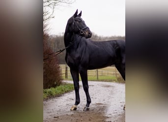 Oldenburg, Gelding, 4 years, 17 hh, Smoky-Black, in Perl,