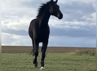 Oldenbourg, Hongre, 10 Ans, 170 cm, Bai brun foncé, in Westgreußen