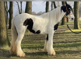 Tinker, Jument, 7 Ans, 130 cm, Pinto, in Lathen,