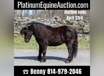 Mini Shetland Pony, Gelding, 11 years, 9.3 hh, Black, in Everett PA,